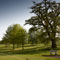 Ancient oak by the 5th tee