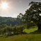 Wooded panorama, Wyken and beyond